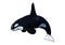 3D Rendering Orca Killer Whale on White