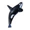 3D Rendering Orca Killer Whale on White