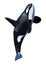 3D Rendering Orca Killer Whale on White