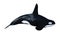 3D Rendering Orca Killer Whale on White