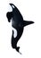 3D Rendering Orca Killer Whale on White