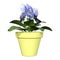 3D Rendering Pansy Flowers on White