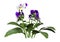 3D Rendering Pansy Flowers on White