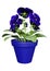3D Rendering Pansy Flowers on White