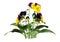 3D Rendering Pansy Flowers on White