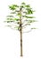 3D Rendering Papaya Tree on White