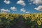 3d Rendering of pathway in the middle of blooming sunflower field in front of blue sky