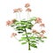 3D Rendering Pelargonium Plant on White