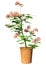 3D Rendering Pelargonium Plant on White