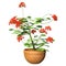 3D Rendering Pelargonium Plant on White