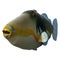 3D Rendering Picasso Triggerfish on White