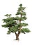 3D Rendering Pine Tree on White