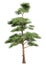 3D Rendering Pine Tree on White