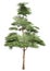 3D Rendering Pine Tree on White