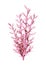 3D Rendering Pink Coral on White