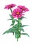 3D Rendering Pink Gerbera Flowers on White