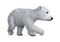 3D Rendering Polar Bear Cub on White