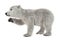 3D Rendering Polar Bear Cub on White