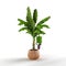 3D rendering of a potted banana plant with a large leaf on the stem