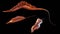 3d rendering protozoans of the genus Trypanosoma