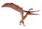 3D Rendering Pteranodon on White