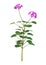 3D Rendering Purple Geranium on White