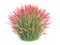 3d rendering of a realistic flower bush from front view isolate