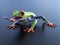 3D rendering of a realistic red-eyed tree frog with its tongue o