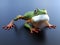 3D rendering of a realistic tree frog.