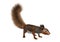 3D Rendering Red Bush Squirrel on White