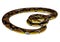 3D Rendering Reticulated Python on White