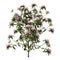 3D Rendering Rhododendron Plant with Flowers on White
