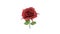 3D rendering of a rose flower red green nature isolated