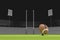3d rendering Rugby, the ball on professional rugby stadium