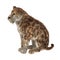 3D Rendering Saber Tooth Tiger on White