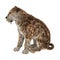 3D Rendering Saber Tooth Tiger on White