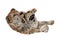 3D Rendering Sabertooth Tuger on White