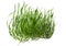 3D Rendering Seagrass on White