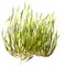 3D Rendering Seagrass on White