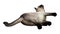 3D Rendering Siamese Cat on White