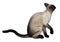 3D Rendering Siamese Cat on White