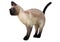 3D Rendering Siamese Cat on White