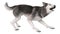 3D Rendering Siberian Husky on White