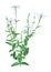 3D Rendering Silene Latifolia Flowers on White