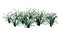 3D Rendering Snowdrop Flowers on White