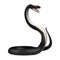 3D Rendering Southern Black Racer on White