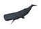 3D Rendering Sperm Whale or Cachalot on White