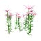 3D Rendering Stargazer Asiatic Lily on White