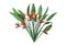 3D Rendering Strelitzia on White