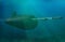 3D rendering submarine submerge underwater firing torpedoes